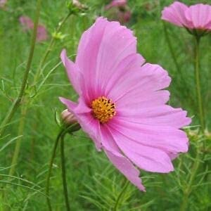 Pinkie Cosmos, 100 Seeds Per Packet