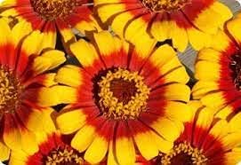 South of the Border Zinnia Mix