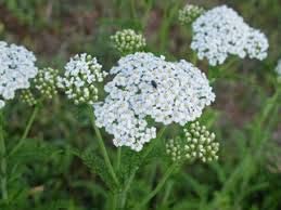 White Yarrow Western, 1500 Seeds Per Packet, Non GMO Seeds