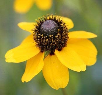 Clasping Coneflower, 1000 Seeds Per Packet, Non GMO Seeds