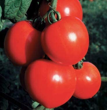 New Girl F1 Tomato Seeds