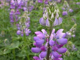 Riverbank Lupine, 100 Seeds Per Packet, Non GMO Seeds