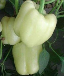 White Bell Pepper