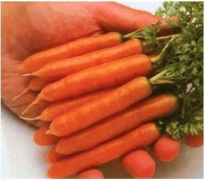 Little Finger Carrots, 500 Heirloom Seeds Per Packet, Non GMO Seeds
