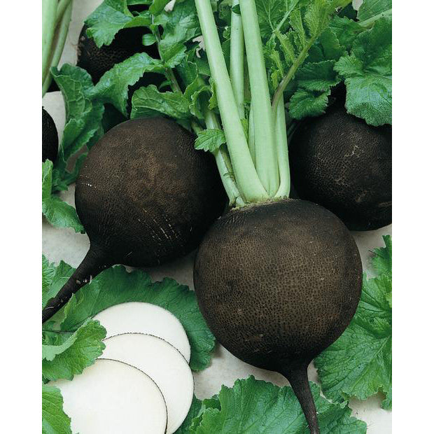Black Spanish Round Radish, 150 Heirloom Seeds Per Packet, Non GMO Seeds