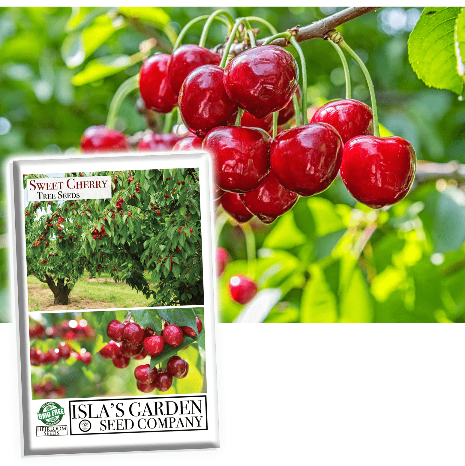 cherry seeds planting Sweet Cherry Tree Seeds, 20 Seeds Per Packet