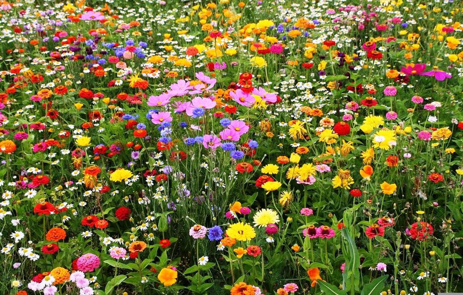 wildflowers seed mix Wildflower Perennial Seeds Mix (Blend of 17 Various Perennial Wildflowers)
