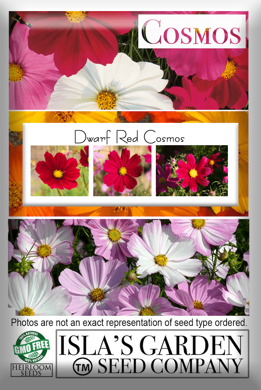 Cosmos Dwarf Red, 100 Flower Seeds Per Packet