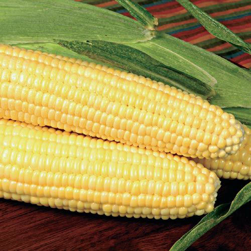 Bodacious RM Hybrid Corn, 50+ Heirloom Seeds Per Packet, Non GMO Seeds, Botanical Name: Zea mays