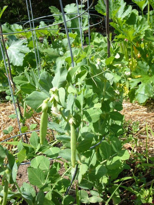 Sugar Ann Garden Pea, 50 Heirloom Seeds Per Packet, Non GMO Seeds