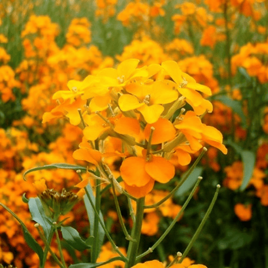 Siberian Wallflower, Flower Seeds Per Packet