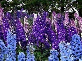 Larkspur Rocket Mix Blend, 250 Seeds Per Packet
