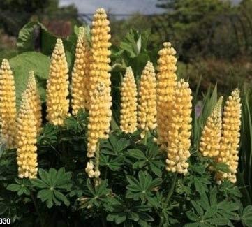 Yellow Russell Lupine