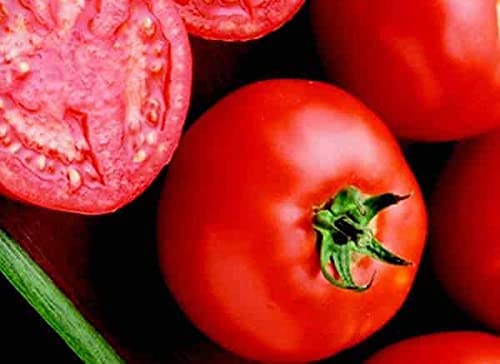 Jet Star Hybrid Tomato, 25 Seeds Per Packet