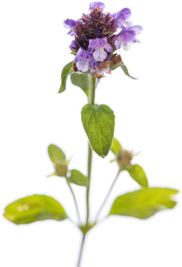 Lanceleaf Selfheal Heal All Flower, 250 Seeds Per Packet