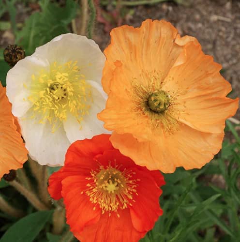Iceland Poppy, 3000 Flower Seeds Per Packet