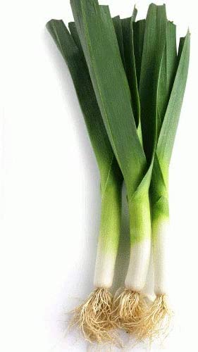 Large American Flag Leek, 500 Heirloom Seeds Per Packet, Non GMO Seeds