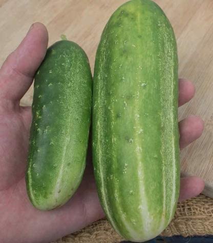Wisconsin SMR 58 Pickling Cucumber