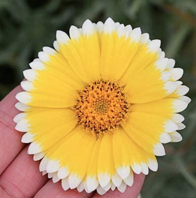 Tidy Tips Flowers, 500 Seeds Per Packet, Non GMO Seeds