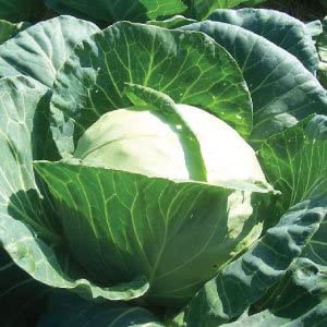 Early Jersey Wakefield Cabbage, 500 Heirloom Seeds Per Packet, Non GMO Seeds