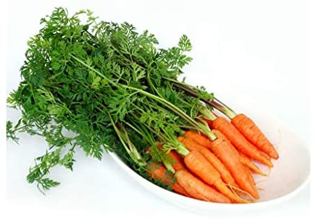 Little Finger Carrots, 500 Heirloom Seeds Per Packet, Non GMO Seeds