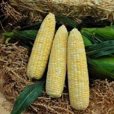 "Fantastic XR" Bi-Color Sweet Corn, 50+ Heirloom Seeds Per Packet, Non GMO Seeds, Botanical Name: Zea mays
