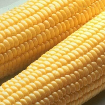Sugar Buns Sweet Yellow Corn, 50+ Heirloom Seeds Per Packet, Non GMO Seeds, Botanical Name: Zea Mays