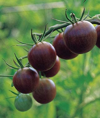 Black Cherry Tomato Seeds, 25 Heirloom Seeds Per Packet, Non GMO Seeds