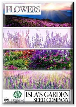 Anise Hyssop, 500 Seeds Per Packet, Non GMO Seeds