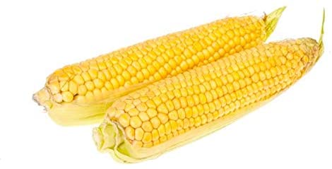 Golden Beauty Yellow Corn, 25+ Seeds Per Packet, Non GMO Seeds, Botanical Name: Zea mays