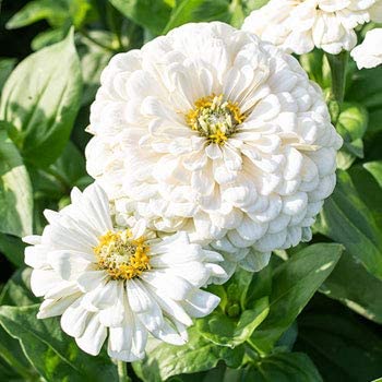 Blushing Bride Zinnia Mix, 200 Flower Seeds Per Packet