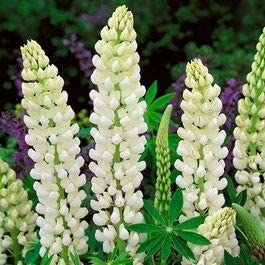 White Russell Lupine, 100 Seeds Per Packet, Non GMO Seeds