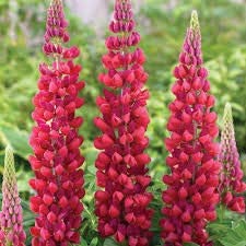 Red Russell Lupine, 25 Seeds Per Packet, Non GMO Seeds