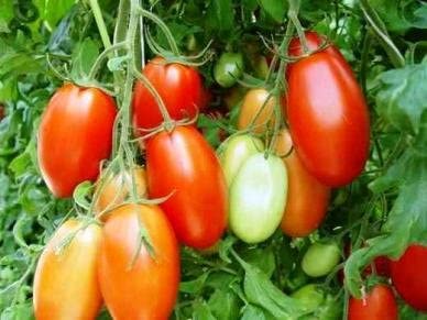 Rio Grande Tomato