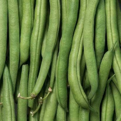 Slenderette Green Bean Bush Bean , 50 Heirloom Seeds Per Packet, Non GMO Seeds