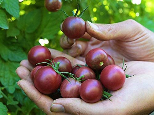 Black Cherry Tomato Seeds, 25 Heirloom Seeds Per Packet, Non GMO Seeds