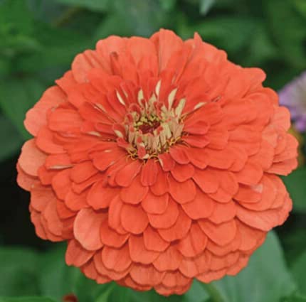 Under the Sea Zinnia Mix