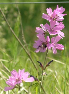 Rose Checker Mallow Perennial, 25 Seeds Per Packet