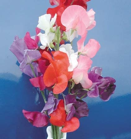 Mammoth Mix Sweet Pea Flower, 25 Seeds Per Packet