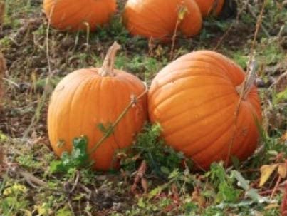 Spookie Pumpkin