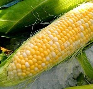 "Peaches and Cream" Bi-Color Sweet Corn Seeds for Planting, 25+ Heirloom Seeds Per Packet, Non GMO Seeds, Botanical Name: Zea Mays