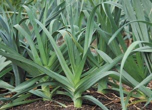 Large American Flag Leek, 500 Heirloom Seeds Per Packet, Non GMO Seeds