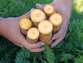 Mello Yellow Hybrid Carrot, 100 Heirloom Seeds Per Packet, Non GMO Seeds