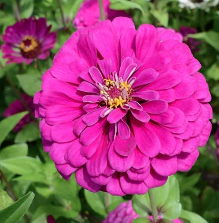 Under the Sea Zinnia Mix