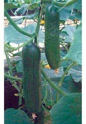 Cobra Hybrid Cucumber, 25 Heirloom Seeds Per Packet, Non GMO Seeds