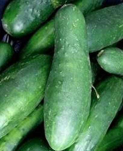 Ashley Slicing Cucumber, 50 Heirloom Seeds Per Packet, Non GMO Seeds