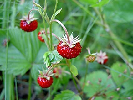 ilan strawberry seeds Woodland Wild Strawberry, 50 Seeds Per Packet