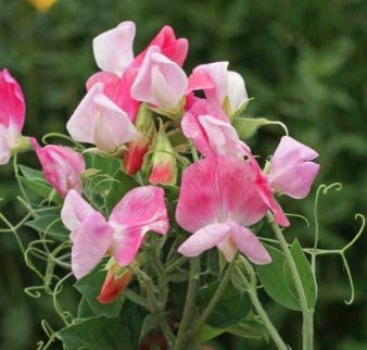 Cupid Pink Sweet Pea Flower, 15 Seeds Per Packet