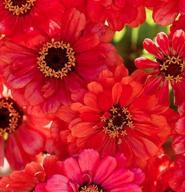 Salmon Queen Zinnia Flower