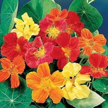 Nasturtium Whirlybird, 25 Heirloom Seeds Per Packet, Non GMO Seeds